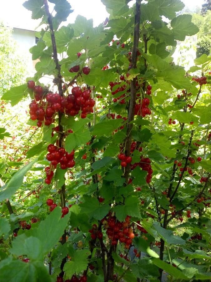 Genziana * Ovaro