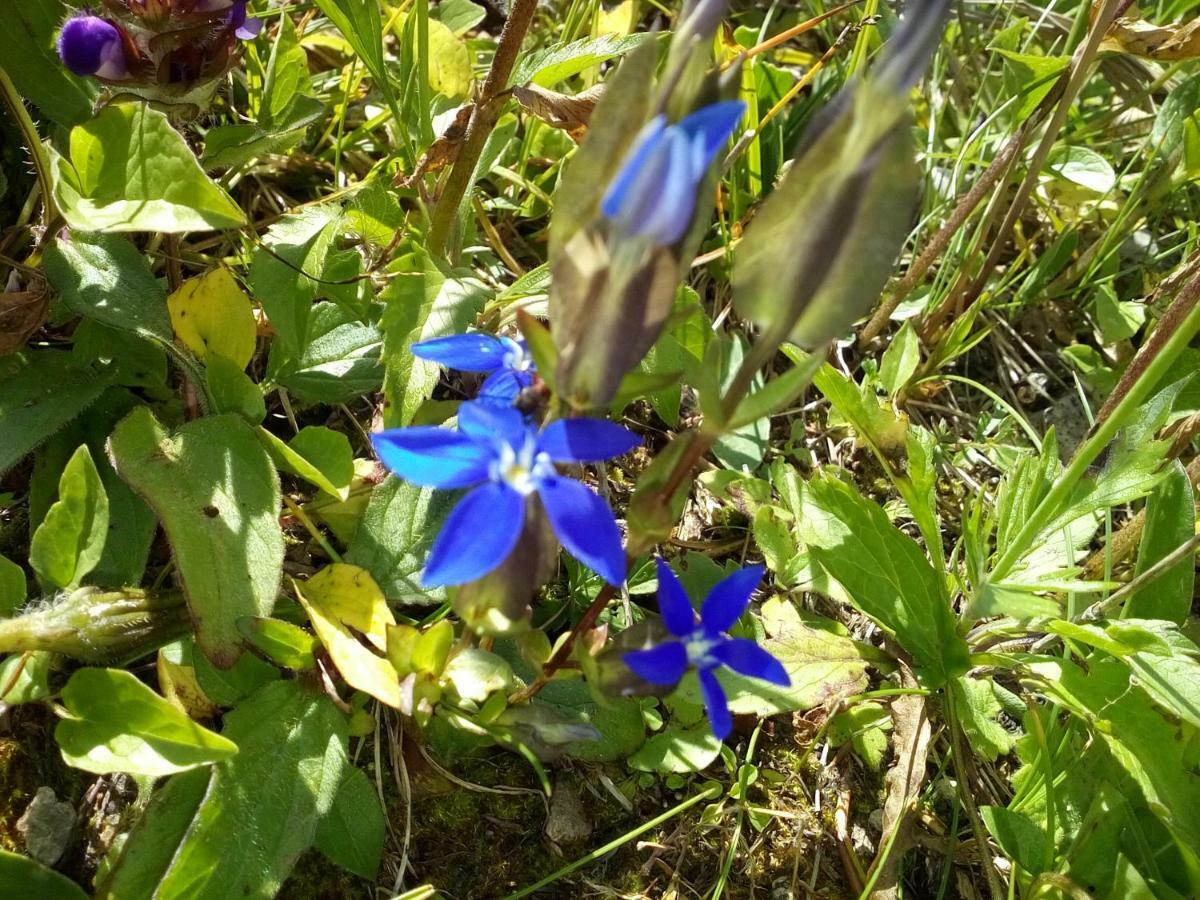 Genziana